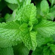 Refreshing Herbal
